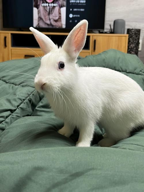 토끼 사랑으로 키워주실분 찾습니다.