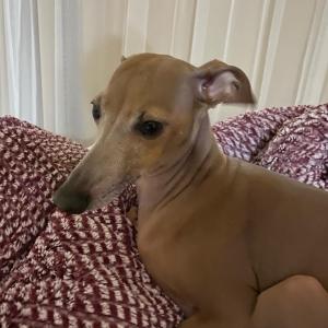 7시경 범내골에서목격한 이탈리안 그레이하운드강아지를 찾습니다