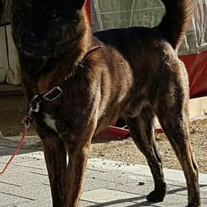 진돗개 호구 호피색  성인견 찾습니다ㅠ