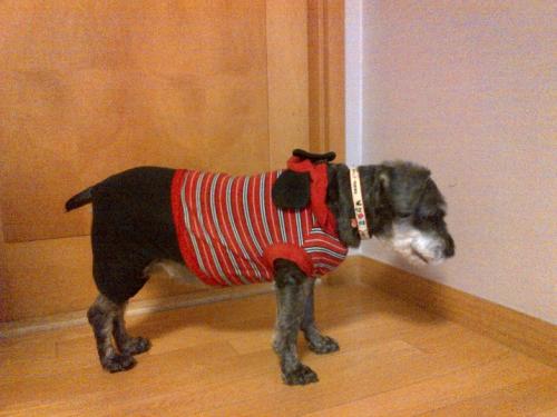 주인 찾습니다! 서울 관악구 봉천동(성현동) 관악드림타운 슈나우저(슈나우져) 암컷 발견, 보호 중