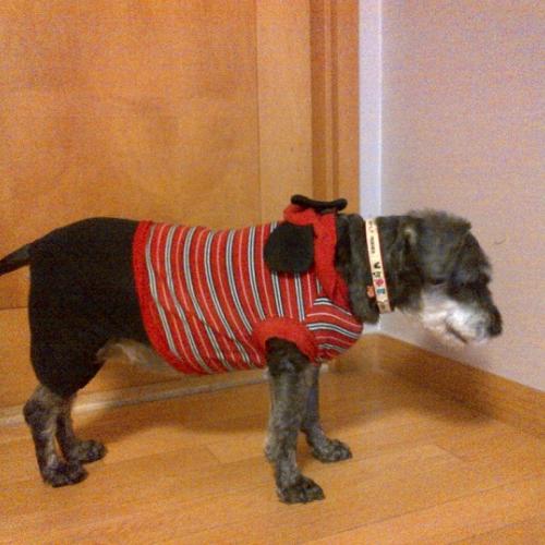 주인 찾습니다! 서울 관악구 봉천동(성현동) 관악드림타운 슈나우저(슈나우져) 암컷 발견, 보호 중