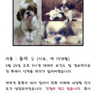 강아지를 찾습니다.