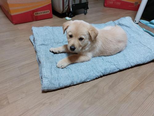 연천 와초리 일대 강아지 입니다.