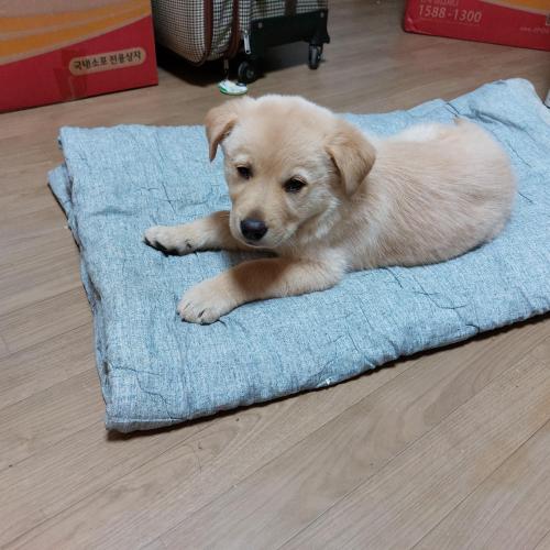 연천 와초리 일대 강아지 입니다.