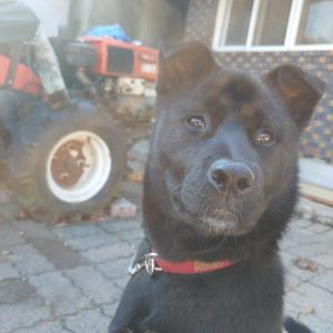 검은색 진도풍산 믹스견 찾아요