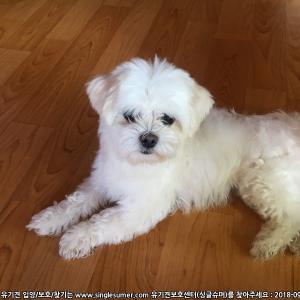 말티즈 보호중