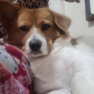 화성대어낚시터에서 읽어버린 믹스견 붕붕이를 찾습니다.