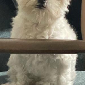 말티즈강아지 찾아주세요