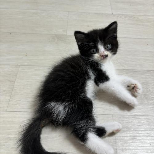 고양이 무료 분양 보냅니다