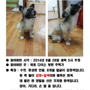 중랑구 묵동 믹스견 찾아요