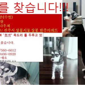 슈나우저 숫컷 찾습니다.