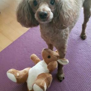 갈색푸들을 애타게 찾고있습니다/찾았어요