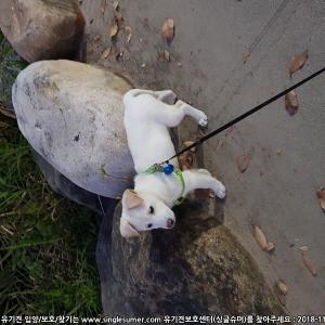서대문구청쪽에서 진도견아기 보신분계신가요