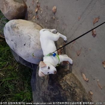 서대문구청쪽에서 진도견아기 보신분계신가요