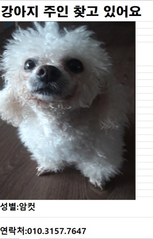 강아지 주인 찾아요