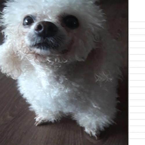 강아지 주인 찾아요