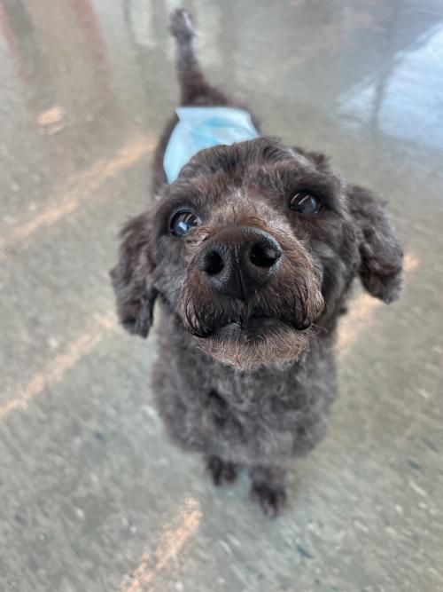 쪼꼬미 애교쟁이 실버푸들 검댕이의 가족을 찾아요!