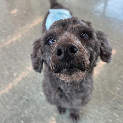 쪼꼬미 애교쟁이 실버푸들 검댕이의 가족을 찾아요!