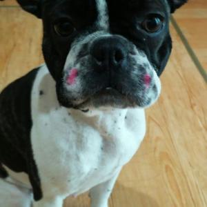 저희 송이를찾습니다