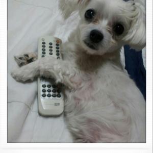 외대 후문쪽 작은 말티즈