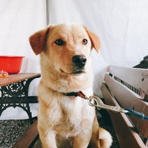 가평군 청평에서 잃어버렸어요..