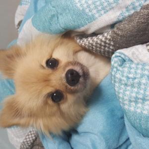 김해 집나간 강아지 찾습니다...