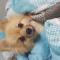 김해 집나간 강아지 찾습니다...