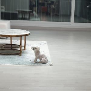 부여 말티즈 수컷 찾아요