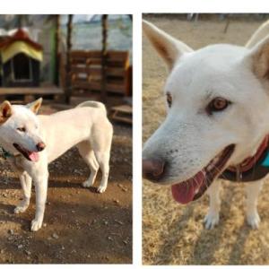 충남 연산 진돗개를 찾습니다 대문이 열려 나갔는데 돌아오질 않아요