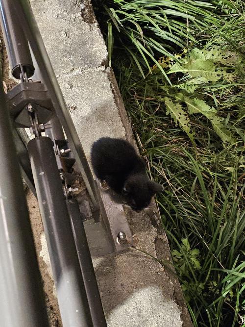 아기고양이 임보, 입양