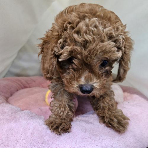 입양가족 찾고 있습니다 좋은 가족이되어주세요