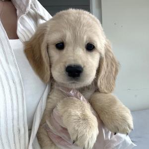 골든리트리버분양 천사견 리트리버분양