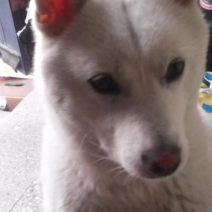 진도견(백구)인 우리 "헤리"를 찾아주세요~(사례금 10만원)