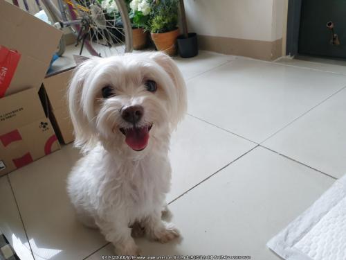 소정리 근처 말티즈믹스견 여아