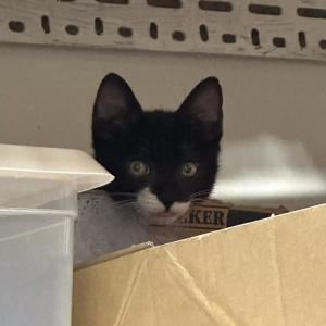 코숏 턱시도 아기고양이 탄이를 찾습니다