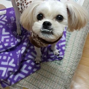 광진구 중곡동> 꼬꼬를 찾습니다ㅠㅠ (말티즈)