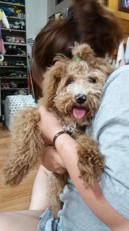 1살 믹스견 주인을 찾습니다.