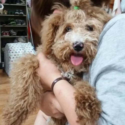 1살 믹스견 주인을 찾습니다.