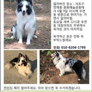 아이를 찾습니다 꼭 연락주세요