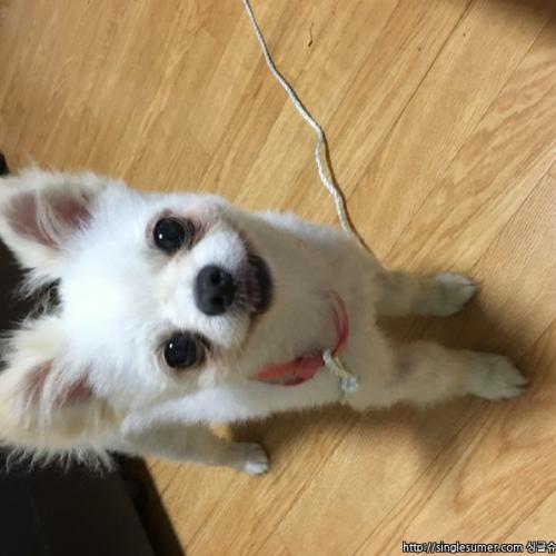 청주시 율량동 포메 보호중입니다