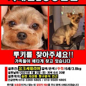 요크셔테리어를  찾습니다!!