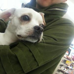 경기도 성남시 중원구 은핼동 부근에서 잃어버렸습니다