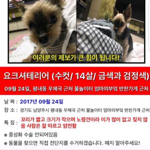 경기도 남양주시 평내동에 요크셔테리어 20cm가량 크기의 아이를 잃어버렸습니다