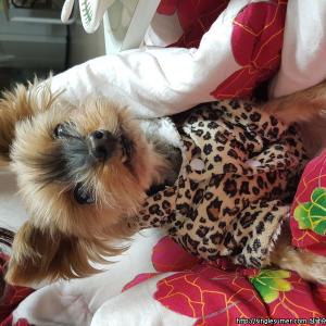 경기도 남양주시 평내동에 요크셔테리어 20cm가량 크기의 아이를 잃어버렸습니다