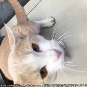 동두천역 앞 아파트1단지 노란고양이 목격