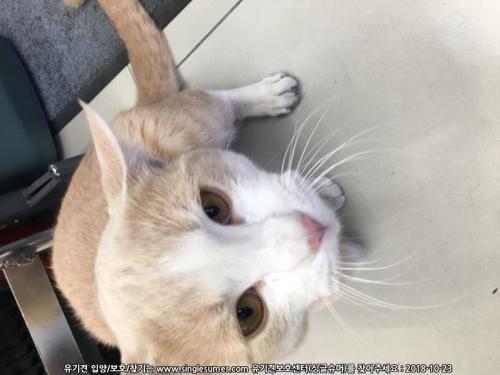 동두천역 앞 아파트1단지 노란고양이 목격