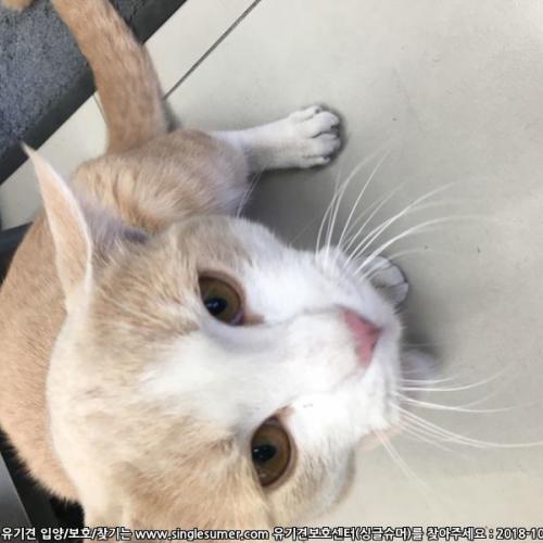 동두천역 앞 아파트1단지 노란고양이 목격