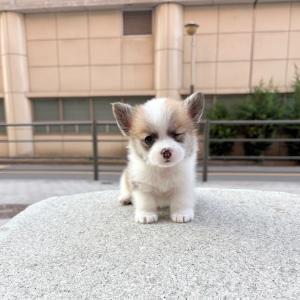 웰시코기 왕자님 분양 합니다.