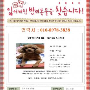 부천 원미동 강아지를 찾습니다.