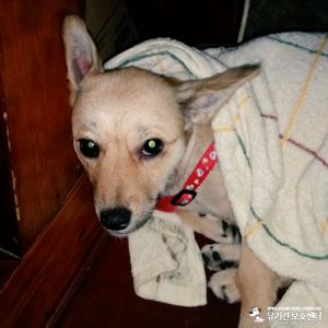 업동이를 찾습니다